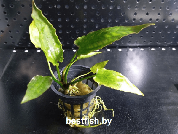 Криптокорина понтедериеволистная Cryptocoryne pontederiifolia