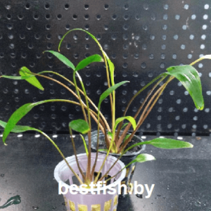 Криптокорина лютея Cryptocoryne lutea