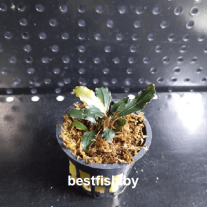 Буцефаландра Призрак Брауни Bucephalandra brownie ghost