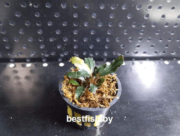 Буцефаландра Призрак Брауни Bucephalandra brownie ghost