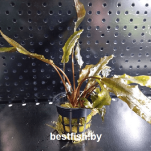 Криптокорина Вендта Браун Cryptocoryne wendtii 'Brown'