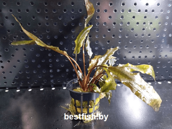 Криптокорина Вендта Браун Cryptocoryne wendtii 'Brown'