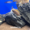 Принцесса даффодил Neolamprologus sp. daffodil