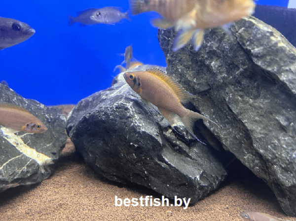 Принцесса даффодил Neolamprologus sp. daffodil