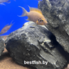 Принцесса даффодил Neolamprologus sp. daffodil