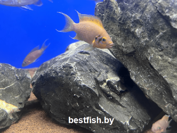 Принцесса даффодил Neolamprologus sp. daffodil