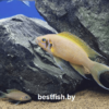 Принцесса даффодил Neolamprologus sp. daffodil
