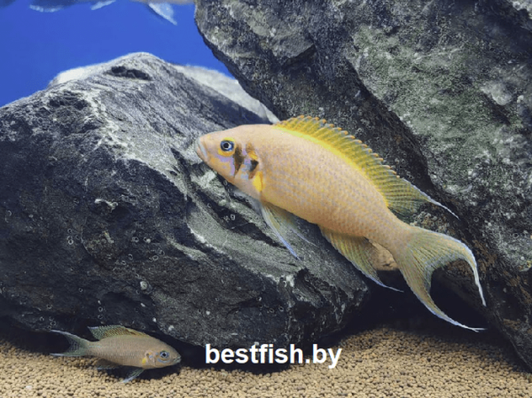 Принцесса даффодил Neolamprologus sp. daffodil