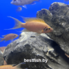 Принцесса даффодил Neolamprologus sp. daffodil