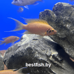 Принцесса даффодил Neolamprologus sp. daffodil