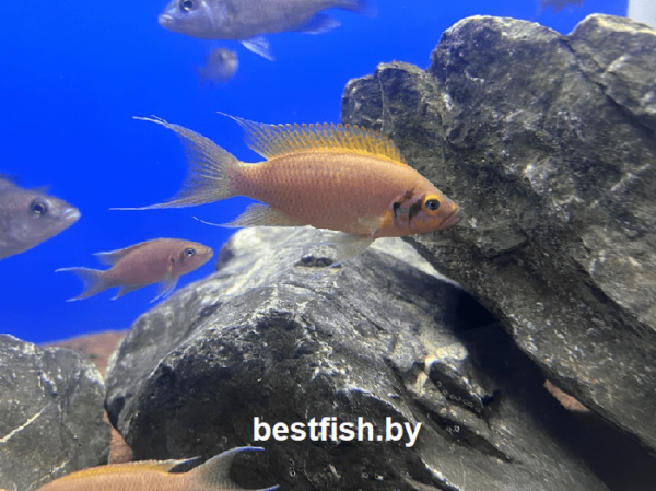 Принцесса даффодил Neolamprologus sp. daffodil