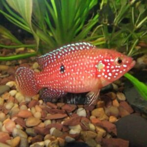 Хромис-красавец Hemichromis bimaculatus