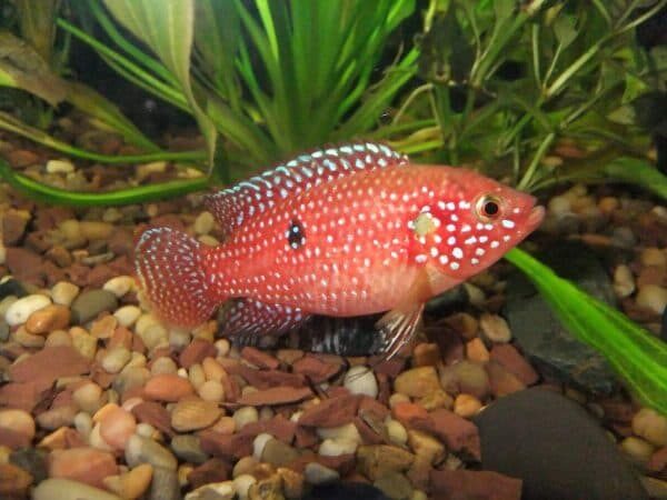 Хромис-красавец Hemichromis bimaculatus