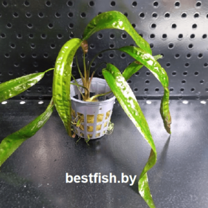 Криптокорина Апоногетонолистная Cryptocoryne aponogetifolia