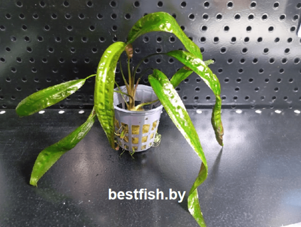 Криптокорина Апоногетонолистная Cryptocoryne aponogetifolia