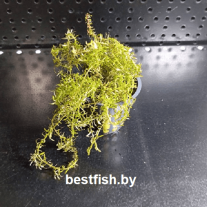Ротала Ваянд Rotala rotundifolia sp. Wayanad