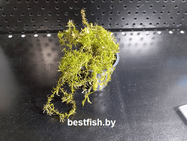 Ротала Ваянд Rotala rotundifolia sp. Wayanad