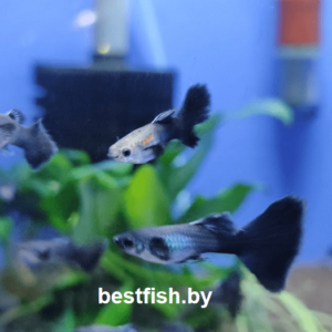 Гуппи черная Москва Poecilia reticulata Black Moscow