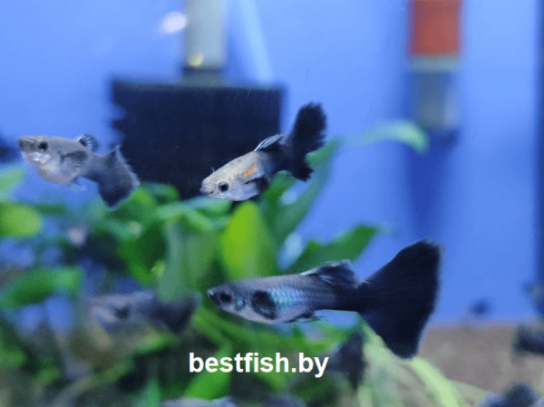 Гуппи черная Москва Poecilia reticulata Black Moscow