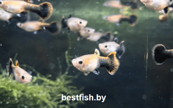 Гуппи Вельвет Poecilia reticulata Tuxedo