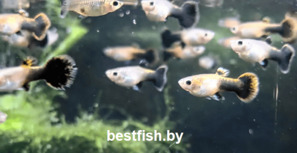 Гуппи Вельвет Poecilia reticulata Tuxedo