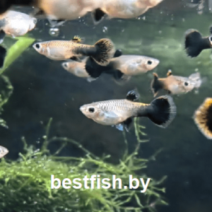 Гуппи Вельвет Poecilia reticulata Tuxedo