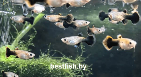 Гуппи Вельвет Poecilia reticulata Tuxedo
