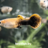 Гуппи Вельвет Poecilia reticulata Tuxedo
