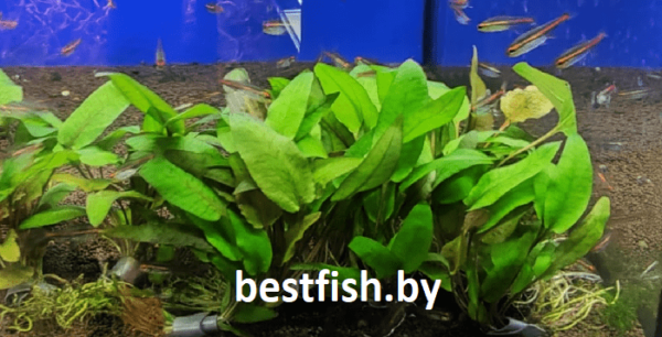 Криптокорина вендта Тропика Cryptocoryne wendtii "Tropica"