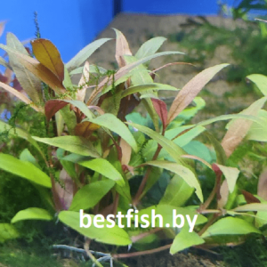 Альтернантера рейнека мини Alternanthera reineckii sp. mini