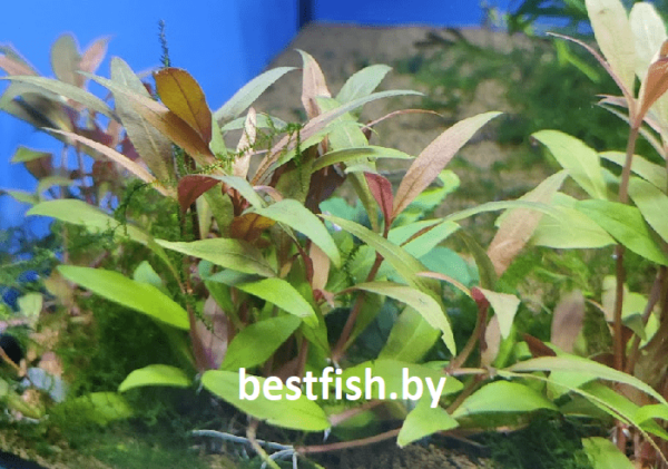 Альтернантера рейнека мини Alternanthera reineckii sp. mini