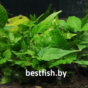 Болбитис азиатский Bolbitis asiatica heteroclita