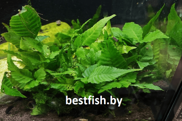 Болбитис азиатский Bolbitis asiatica heteroclita