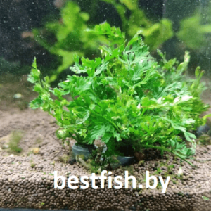 Болбитис гетероклита Дифформис Bolbitis heteroclita «difformis»