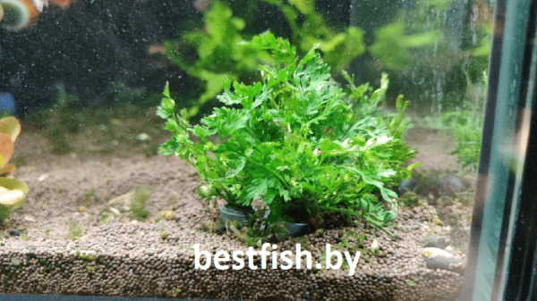 Болбитис гетероклита Дифформис Bolbitis heteroclita «difformis»