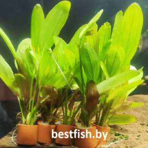 Эхинодорус хамелеон красный Echinodorus chameleon red