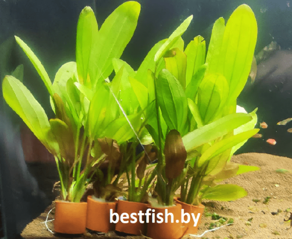 Эхинодорус хамелеон красный Echinodorus chameleon red