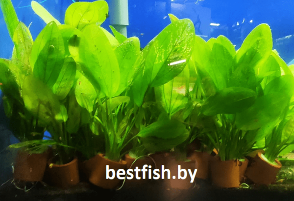 Эхинодорус красная тайна Echinodorus Red Mystery