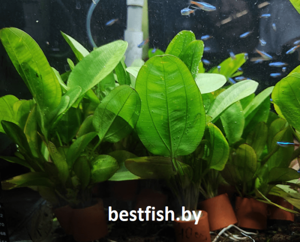 Эхинодорус малый медведь Echinodorus Small Bear