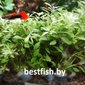 Лимнофила ароматика мини Limnophila Aromatica Mini