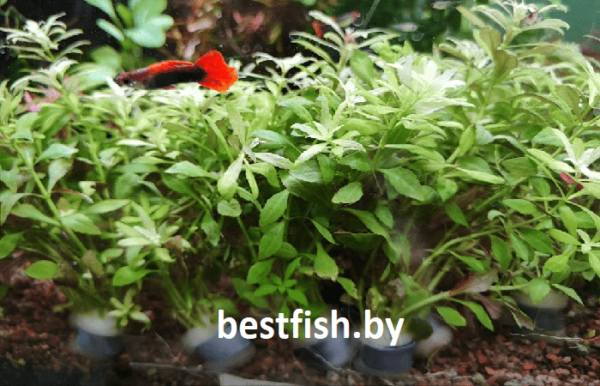 Лимнофила ароматика мини Limnophila Aromatica Mini
