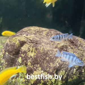 Псевдотрофеус Ломбардо Maylandia lombardoi