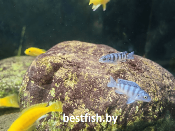 Псевдотрофеус Ломбардо Maylandia lombardoi