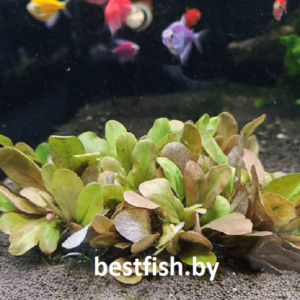 Самолус парвифлорус красный Samolus parviflorus Red