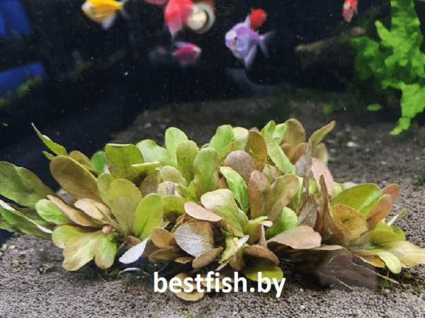 Самолус парвифлорус красный Samolus parviflorus Red