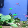 Пристелла GloFish Pristella maxillaris