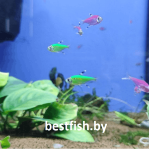 Пристелла GloFish Pristella maxillaris