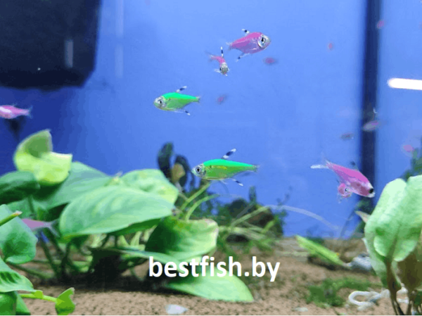 Пристелла GloFish Pristella maxillaris