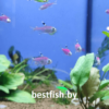 Пристелла GloFish Pristella maxillaris