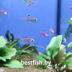 Пристелла GloFish Pristella maxillaris
